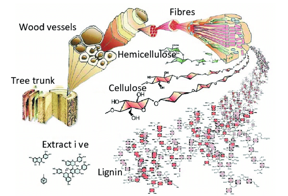 World's strongest biomaterial now comes from a tree﻿