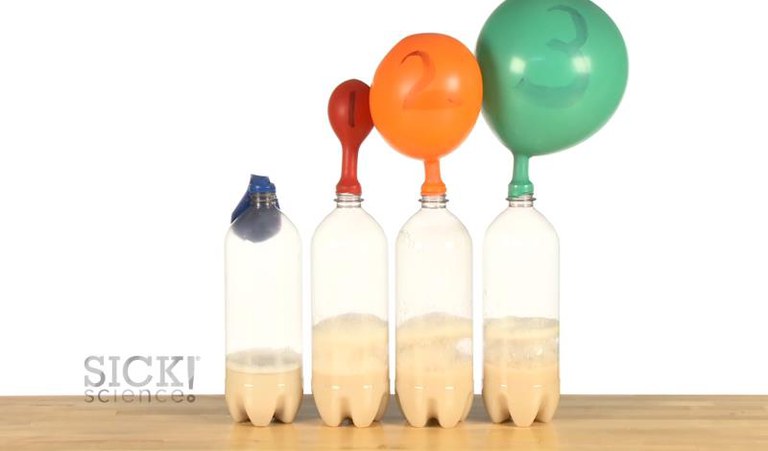 Home DIY fermentation experiment using balloons to measure the evolution of carbon dioxide by the fermentation of sugars by baker’s yeast.