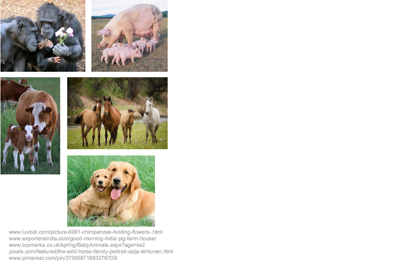 animals_jmc.png — Center for Professional Personnel Development